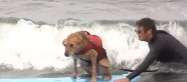 World Dog Surfing Championship Kicks Off In California - Sputnik International