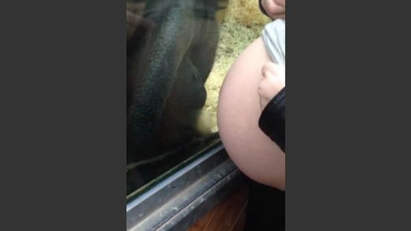 Orangutan Transfixed With Baby Bump - Sputnik International