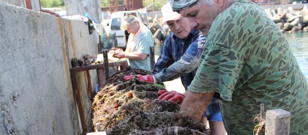 Employees of an oyster farm near Simeiz, Crimea, cheking oyster nets Employees of an oyster farm near Simeiz, Crimea, cheking oyster nets - Sputnik International