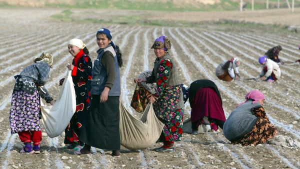Women pick cotton near the town of Andijan, East of Tashkent, Uzbekistan, Wednesday, April 6, 2005 - Sputnik International