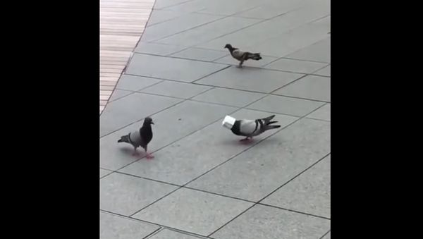 Pigeon in Knight's Helmet - Sputnik International