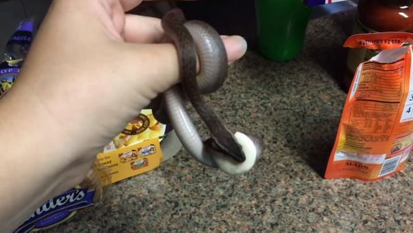 Donut the baby African house snake holding her toy donut - Sputnik International