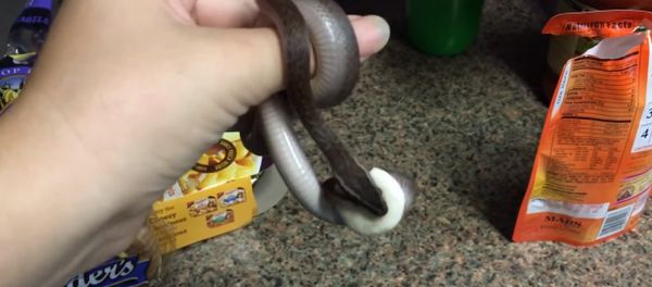 Donut the baby African house snake holding her toy donut - Sputnik International
