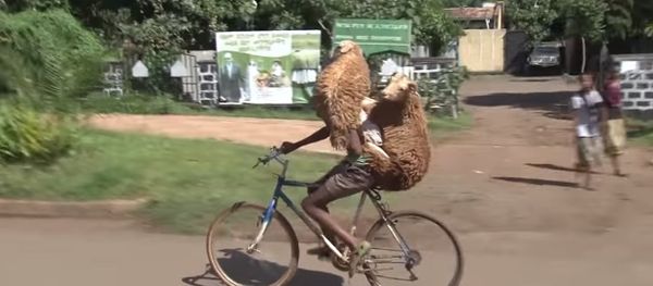 Ethiopian Shepard Carries Two Sheep on Bicyle Ethiopian Shepard Carries Two Sheep on Bicyle - Sputnik International