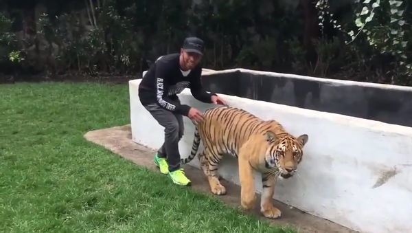 Lewis Hamilton Scares a Tiger - Sputnik International