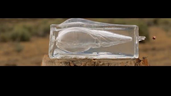 Magnum vs Ballistics Gel - Sputnik International