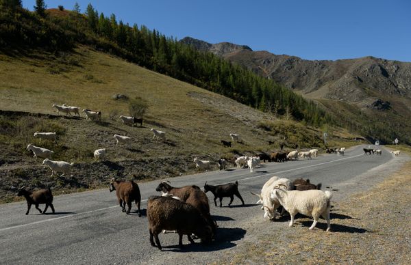 Golden Mountains: Breathtaking Landscapes of Russia’s Altai - Sputnik International