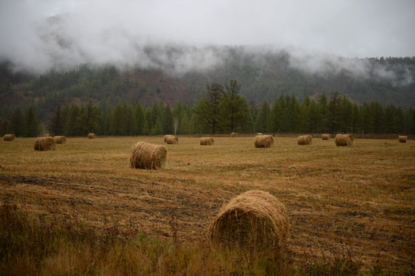 Golden Mountains: Breathtaking Landscapes of Russia’s Altai - Sputnik International