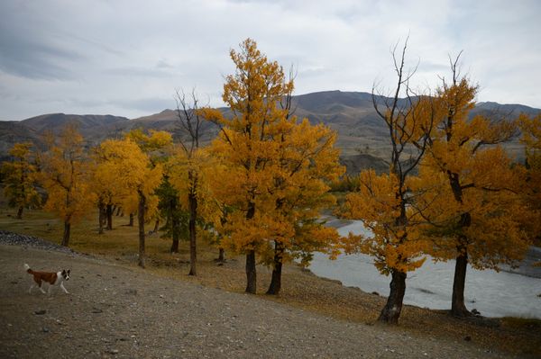 Golden Mountains: Breathtaking Landscapes of Russia’s Altai - Sputnik International
