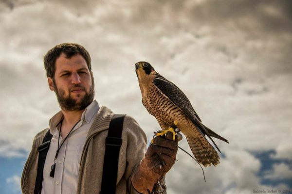 Manuel Maier and his falcon Manuel Maier and his falcon - Sputnik International