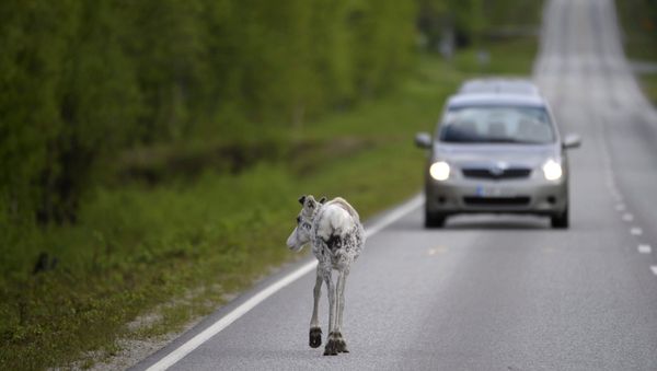 Reindeer walks on the road at Ranua, Finland (File) Reindeer walks on the road at Ranua, Finland (File) - Sputnik International