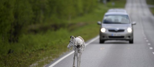 Reindeer walks on the road at Ranua, Finland (File) - Sputnik International
