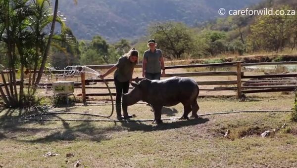 Baby rhino Zac gets his first mud bath! - Sputnik International
