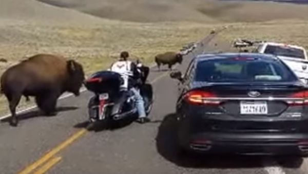 Yellowstone buffalo in rut, surrounds woman on motorcycle - Sputnik International