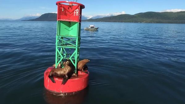 Sail On, Sea Lion - Sputnik International