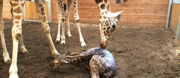 Giraffe Giraffe - Sputnik International