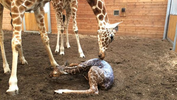 Giraffe - Sputnik International