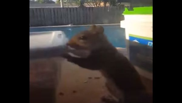 Sneaky Squirrel Discovers the Seed Stash - Sputnik International