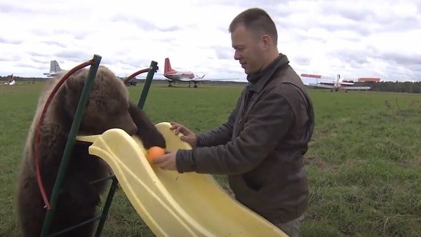 Stray Bear Cub Takes Airfield As Home - Sputnik International