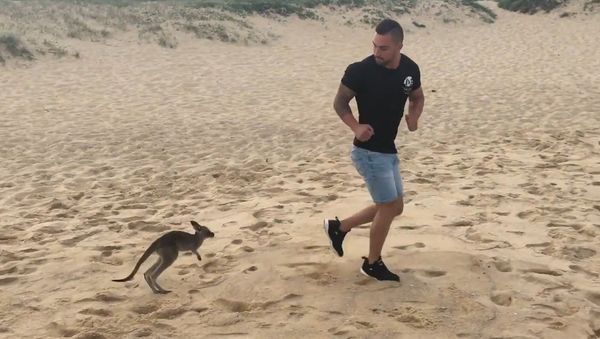 When Your Pet Kangaroo Is Your Best Friend.. - Sputnik International