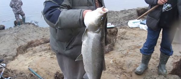 Sheefish Sheefish - Sputnik International