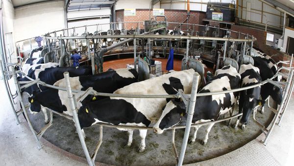 Cows stand in a milking roundabout on a farm in Berne, Lower Saxony. file photo Cows stand in a milking roundabout on a farm in Berne, Lower Saxony. file photo - Sputnik International