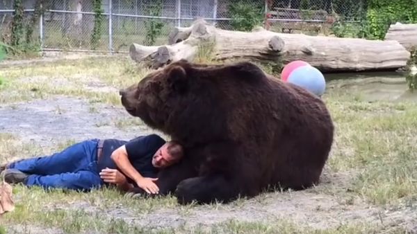 Trying to nap but bear won't let you - Sputnik International