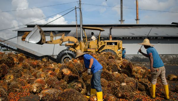 Workers inspect the quality of palm oil fruits at a factory in Sepang, outside Kuala Lumpur on November 20, 2014 - Sputnik International