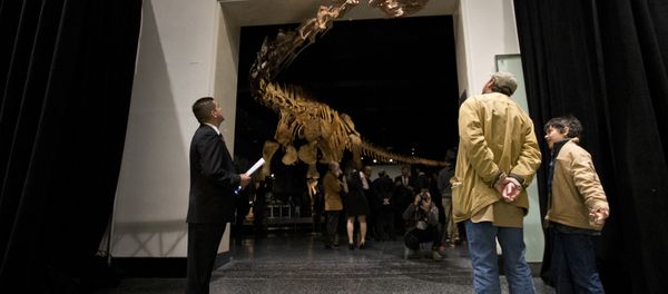 A replica of a 122-foot-long titanosaur on display at the American Museum of Natural History in New York. - Sputnik International