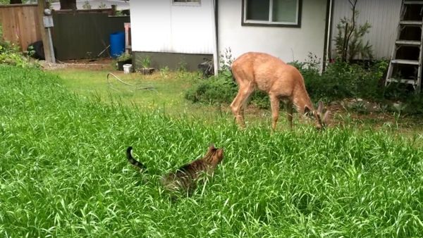 Cat Stalks Deer - Sputnik International