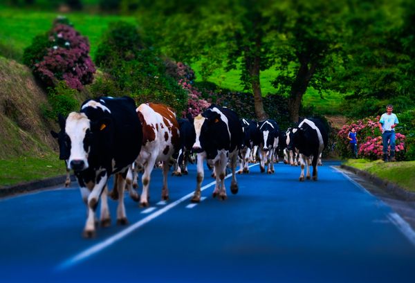 Jewel of Azores: The Pristine Beauty of Sao Miguel Island - Sputnik International