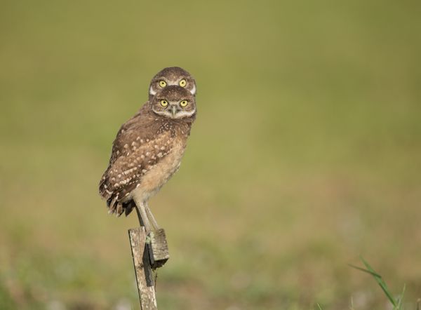 Burrowing Owlets quite pleased with themselves for flying up to a low perch and for a split second the owlet to the rear was directly behind the one in front - Sputnik International
