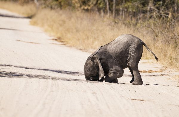 A baby elephant face-plants the ground - Sputnik International