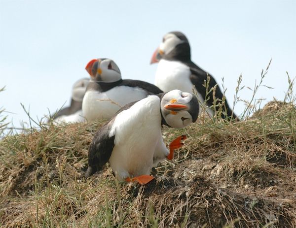 A puffin has some fun - Sputnik International