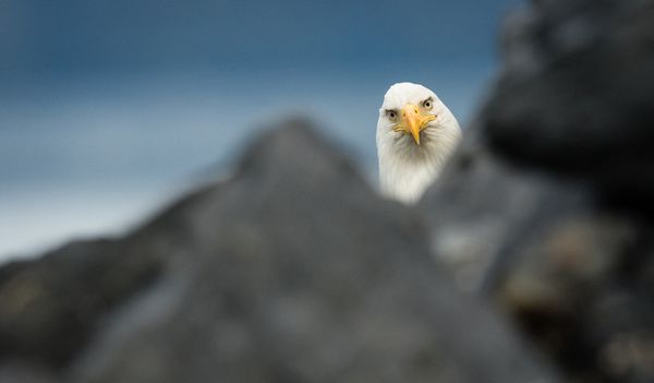 An inquisitive bald eagle - Sputnik International