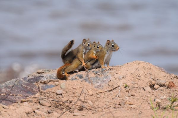 Cute family of squirrels pictured on a family outing - Sputnik International