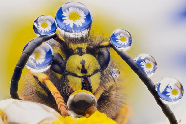 A macro photograph of honey bee tentacles, titled, Just putting on my pearls before I hit the town - Sputnik International
