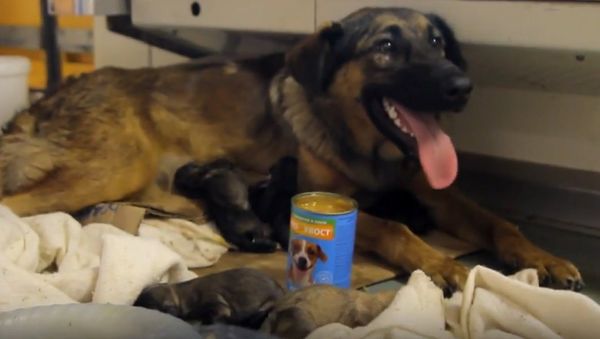 Stray Dog Gives Birth to 9 Puppies on Moscow Metro Train - Sputnik International