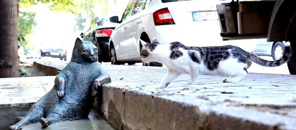 Kedi Tombili’nin heykeli açıldı - Sputnik International