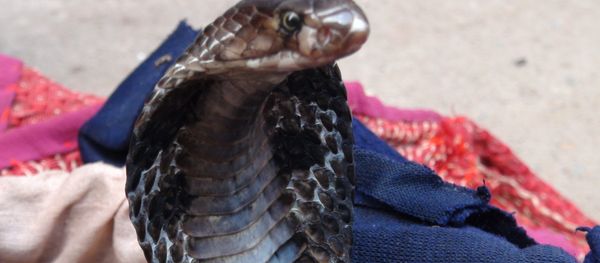 A cobra snake enticed to dance to the snake charmer's flute sounds - Sputnik International