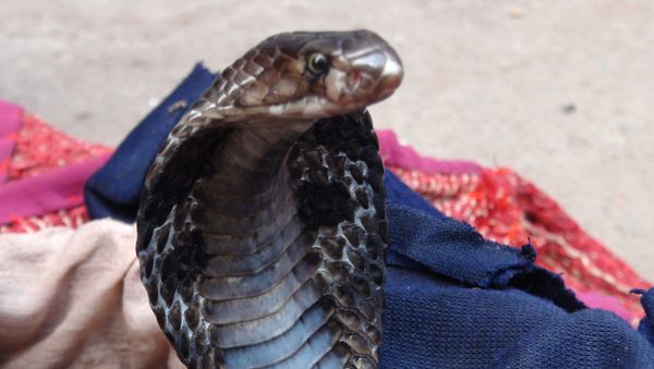 A cobra snake enticed to dance to the snake charmer's flute sounds - Sputnik International
