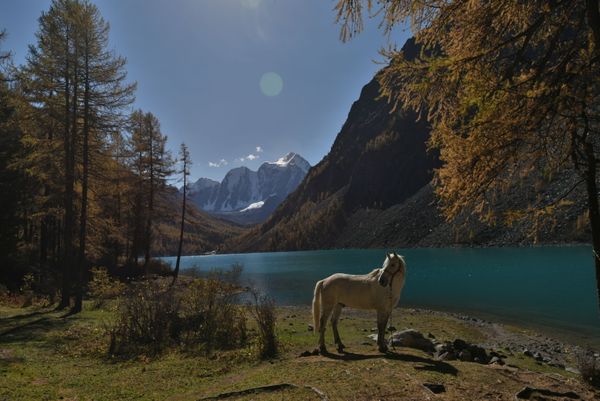 A horse grazes on the bank of the Nizhnee (Lower) Shavlinskoye Lake in Kosh-Agachsky District of the Altai Republic. - Sputnik International