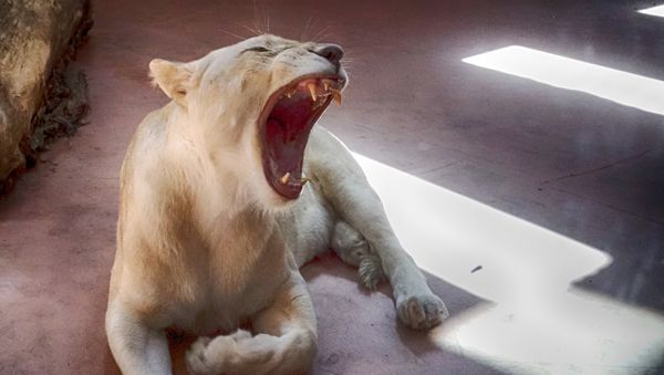 Female White Lion Ivanna yawns in a private zoo in the village of Demydiv 50 kilometres west of Kiev, Ukraine, Sunday, Aug. 21, 2016. - Sputnik International