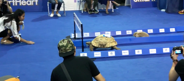 rabbit vs turtle - Sputnik International