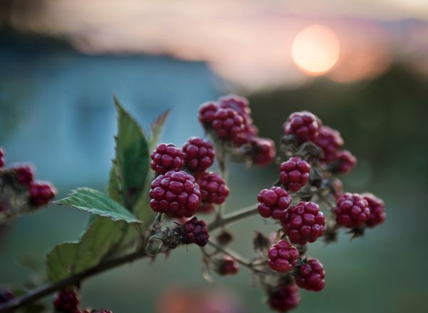 Fall in Crimea - Sputnik International