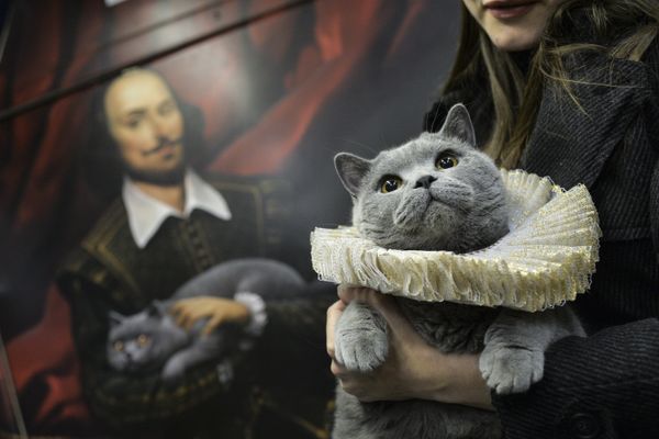British Cat Becomes a Passenger on Shakespeare's Train in Moscow Metro - Sputnik International
