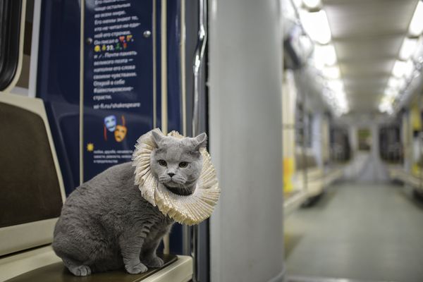 British Cat Becomes a Passenger on Shakespeare's Train in Moscow Metro  - Sputnik International