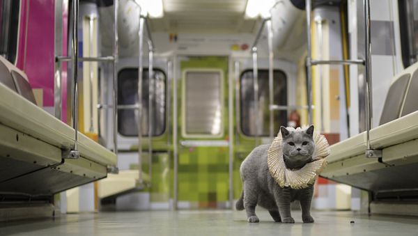 British Cat Becomes a Passenger on Shakespeare's Train in Moscow Metro - Sputnik International