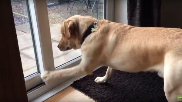 Labrador can't fathom bug on other side of glass - Sputnik International