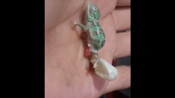 Chameleon hatching in Texas - Sputnik International